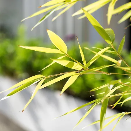 فندق White Bay 4*